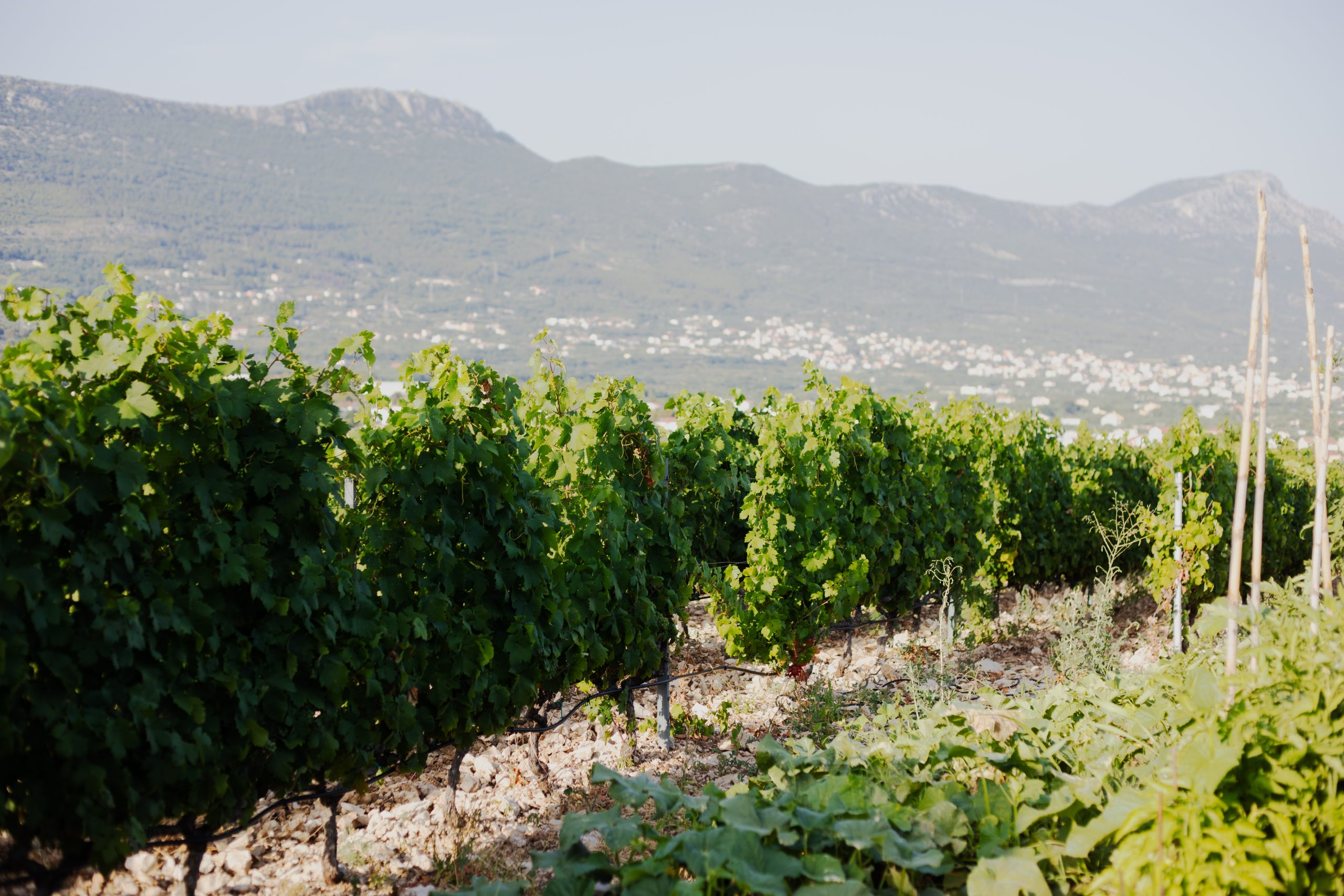Vineyard rows