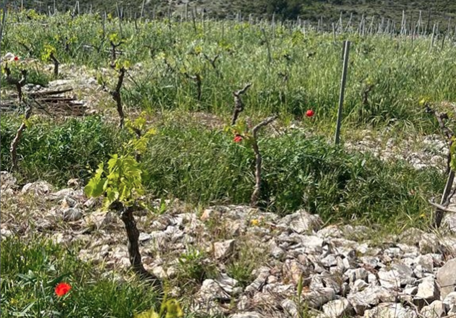 Rocky vineyard rows