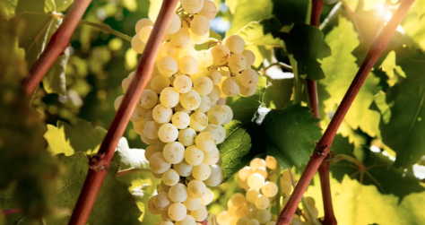 White grapes