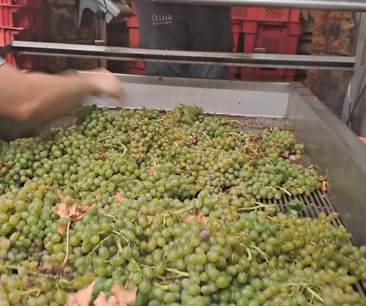 Harvested grapes