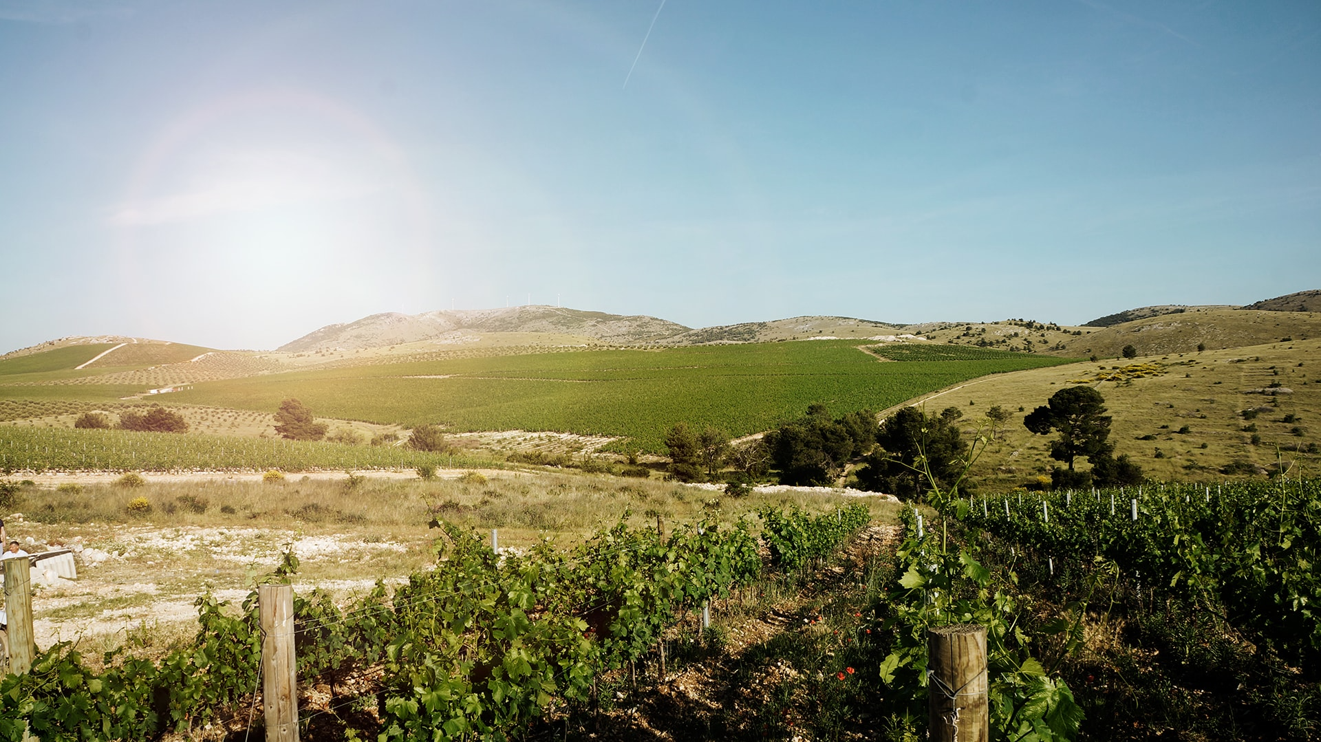 Rolling vineyard hills