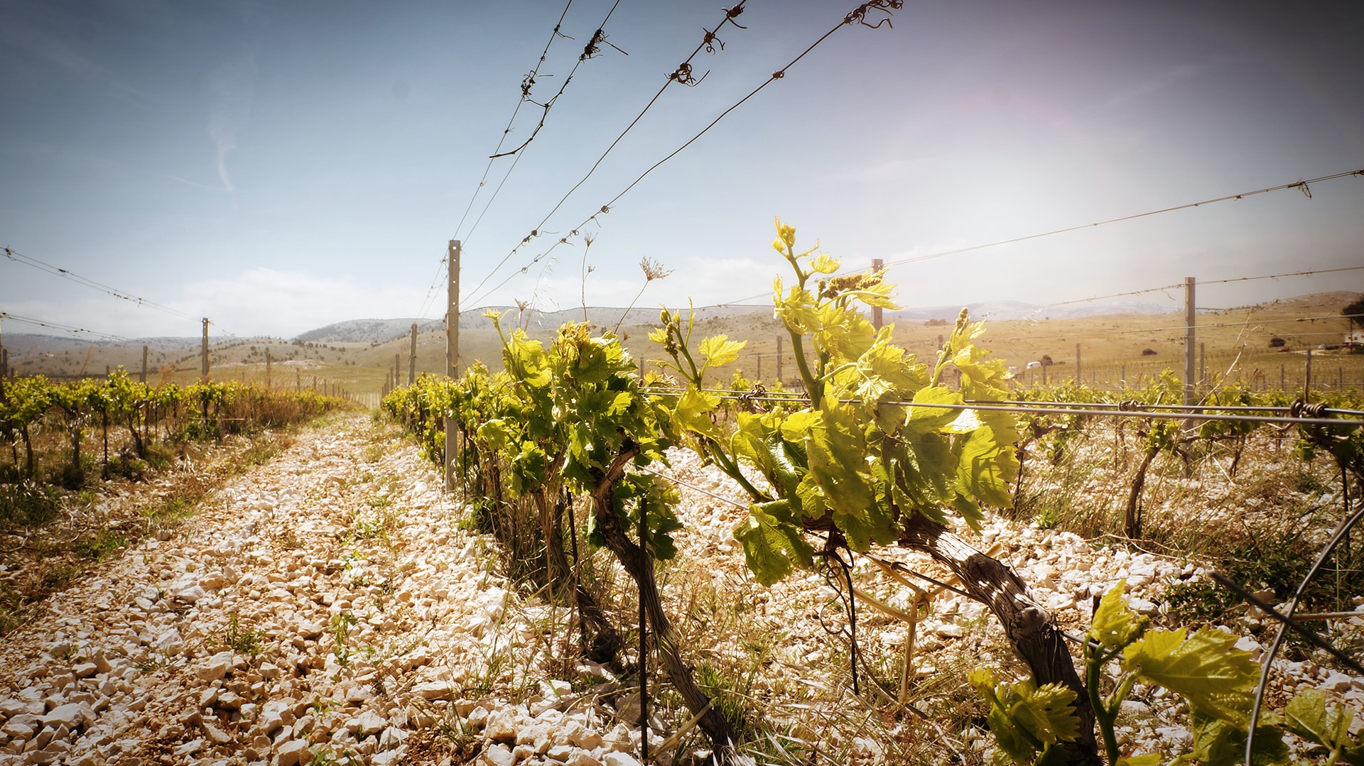 Vines in sunlight